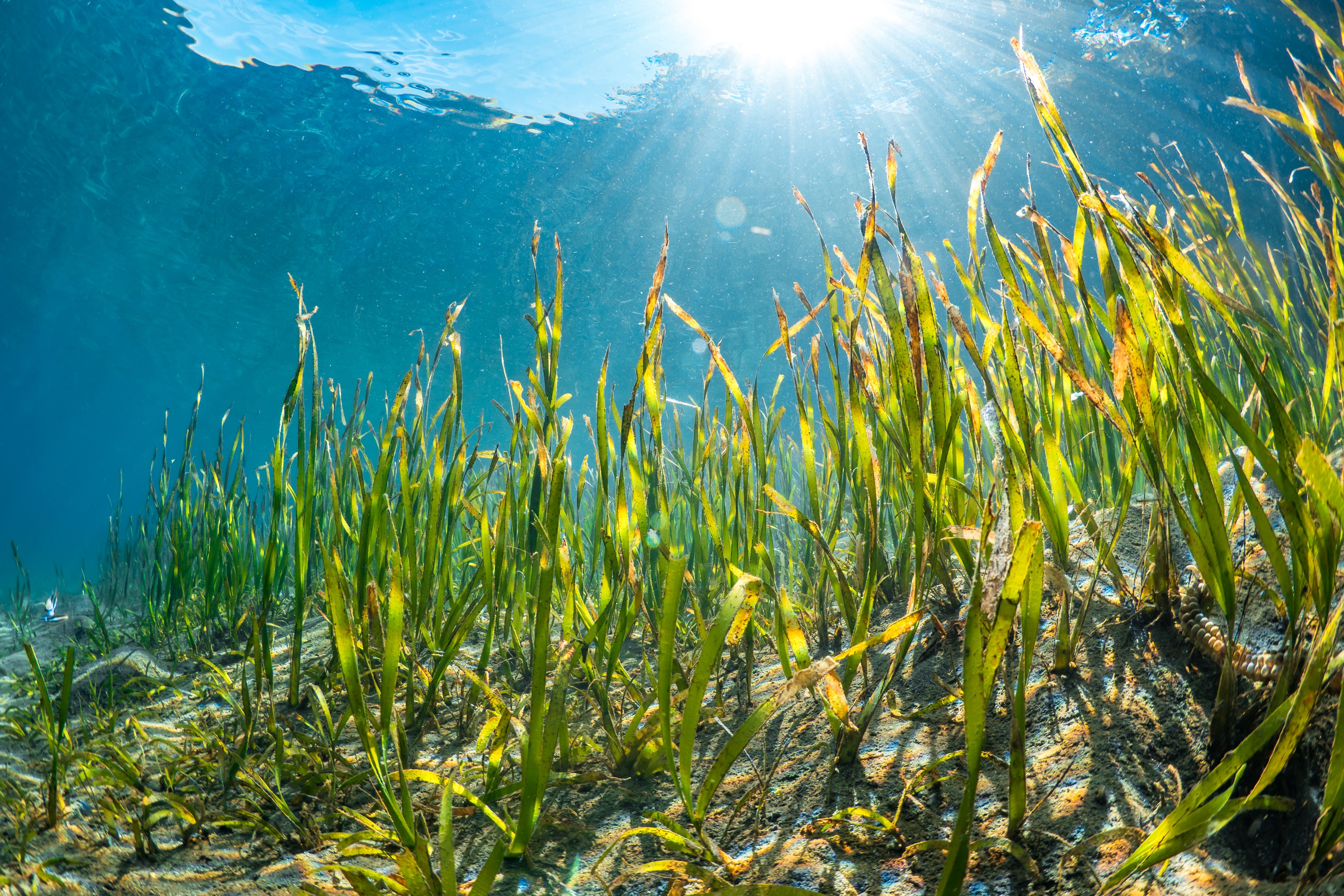 Seagrass Restoration